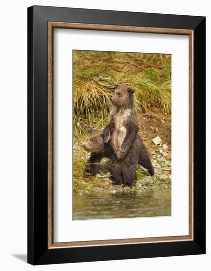 Brown Bear Cubs, Katmai National Park, Alaska-Paul Souders-Framed Photographic Print