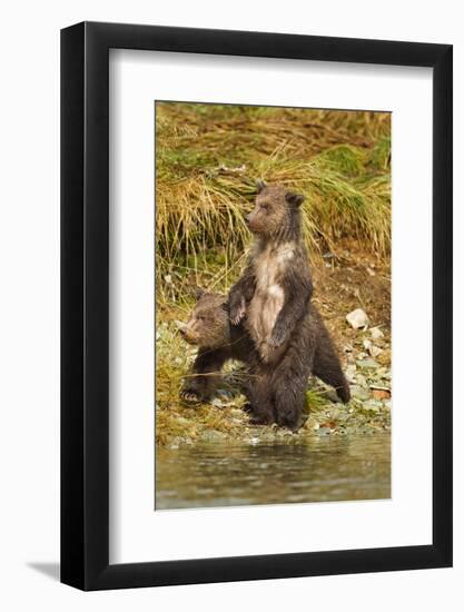 Brown Bear Cubs, Katmai National Park, Alaska-Paul Souders-Framed Photographic Print