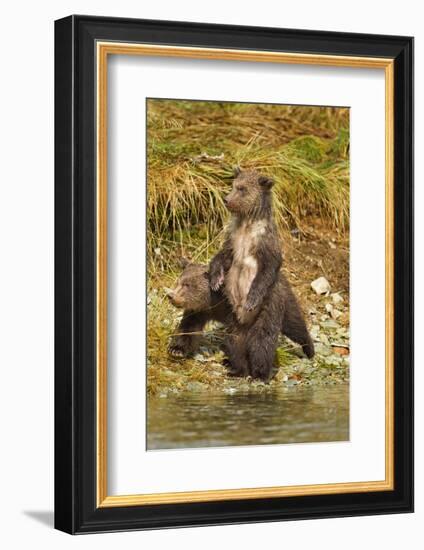 Brown Bear Cubs, Katmai National Park, Alaska-Paul Souders-Framed Photographic Print