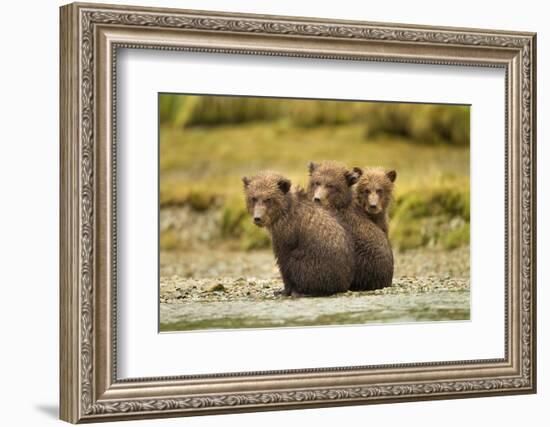 Brown Bear Cubs, Katmai National Park, Alaska-null-Framed Photographic Print