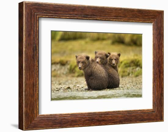 Brown Bear Cubs, Katmai National Park, Alaska-null-Framed Photographic Print