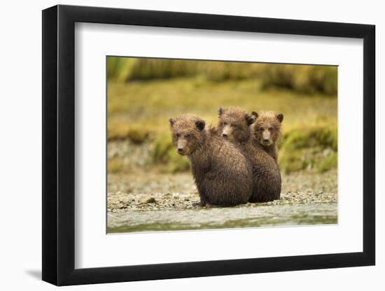 Brown Bear Cubs, Katmai National Park, Alaska-null-Framed Photographic Print