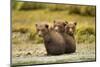 Brown Bear Cubs, Katmai National Park, Alaska-null-Mounted Photographic Print