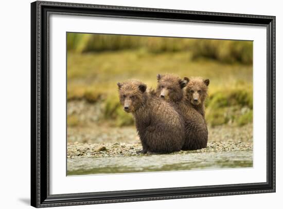 Brown Bear Cubs, Katmai National Park, Alaska-null-Framed Photographic Print