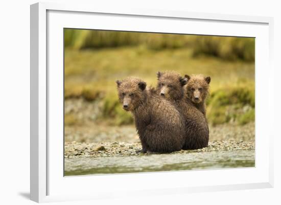 Brown Bear Cubs, Katmai National Park, Alaska-null-Framed Photographic Print