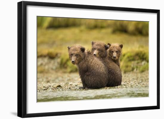 Brown Bear Cubs, Katmai National Park, Alaska-null-Framed Photographic Print