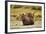 Brown Bear Cubs, Katmai National Park, Alaska-null-Framed Photographic Print