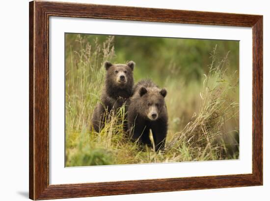 Brown Bear Cubs, Katmai National Park, Alaska-null-Framed Photographic Print