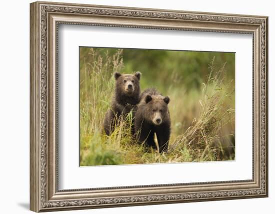 Brown Bear Cubs, Katmai National Park, Alaska-null-Framed Photographic Print