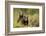 Brown Bear Cubs, Katmai National Park, Alaska-null-Framed Photographic Print