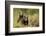 Brown Bear Cubs, Katmai National Park, Alaska-null-Framed Photographic Print