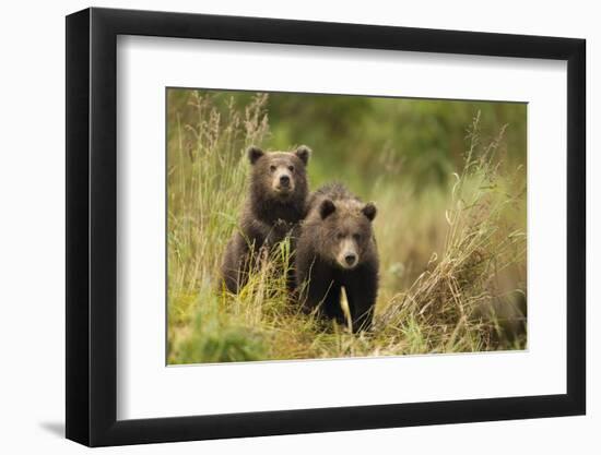 Brown Bear Cubs, Katmai National Park, Alaska-null-Framed Photographic Print