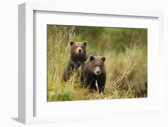 Brown Bear Cubs, Katmai National Park, Alaska-null-Framed Photographic Print