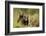 Brown Bear Cubs, Katmai National Park, Alaska-null-Framed Photographic Print