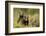 Brown Bear Cubs, Katmai National Park, Alaska-null-Framed Photographic Print