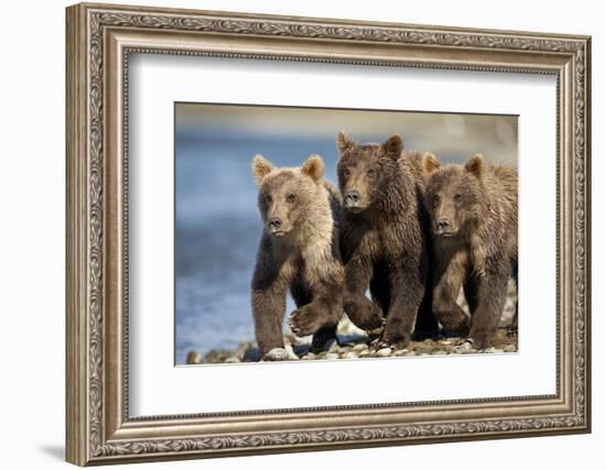 Brown Bear Cubs, Katmai National Park, Alaska-Paul Souders-Framed Photographic Print