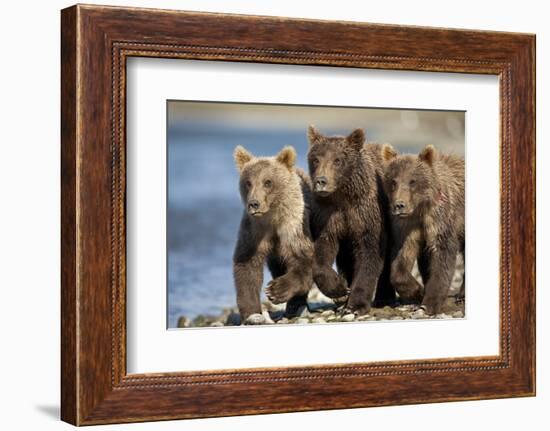 Brown Bear Cubs, Katmai National Park, Alaska-Paul Souders-Framed Photographic Print