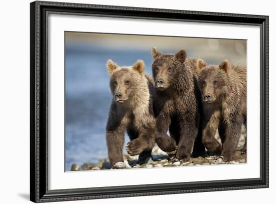 Brown Bear Cubs, Katmai National Park, Alaska-Paul Souders-Framed Photographic Print