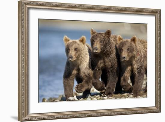 Brown Bear Cubs, Katmai National Park, Alaska-Paul Souders-Framed Photographic Print