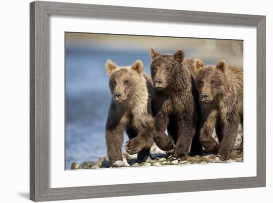 Brown Bear Cubs, Katmai National Park, Alaska-Paul Souders-Framed Photographic Print