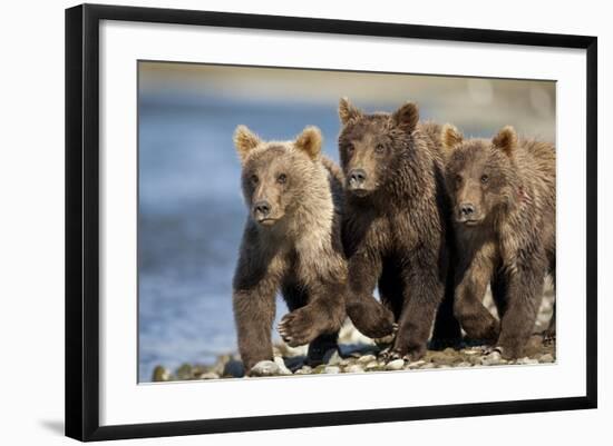 Brown Bear Cubs, Katmai National Park, Alaska-Paul Souders-Framed Photographic Print