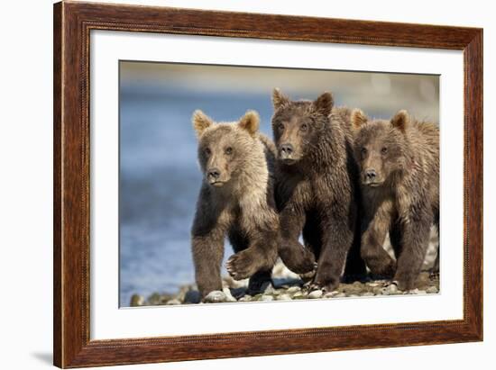 Brown Bear Cubs, Katmai National Park, Alaska-Paul Souders-Framed Photographic Print