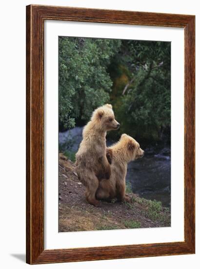 Brown Bear Cubs-DLILLC-Framed Photographic Print