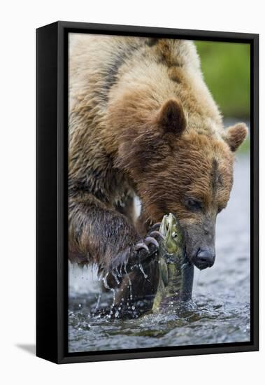 Brown Bear Fishing in Salmon Stream in Alaska-Paul Souders-Framed Premier Image Canvas