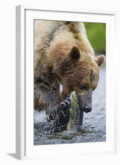 Brown Bear Fishing in Salmon Stream in Alaska-Paul Souders-Framed Photographic Print