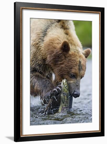 Brown Bear Fishing in Salmon Stream in Alaska-Paul Souders-Framed Photographic Print