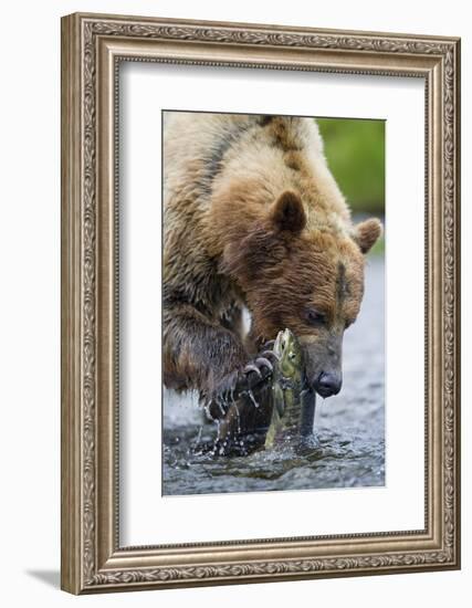 Brown Bear Fishing in Salmon Stream in Alaska-Paul Souders-Framed Photographic Print