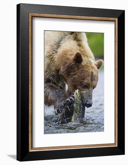 Brown Bear Fishing in Salmon Stream in Alaska-Paul Souders-Framed Photographic Print