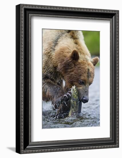 Brown Bear Fishing in Salmon Stream in Alaska-Paul Souders-Framed Photographic Print