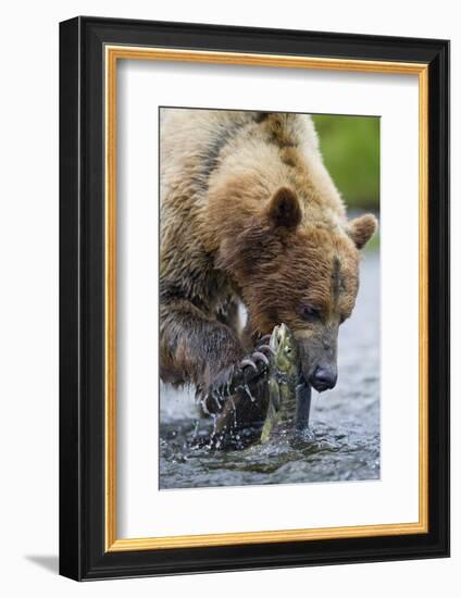 Brown Bear Fishing in Salmon Stream in Alaska-Paul Souders-Framed Photographic Print