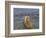 Brown bear fishing in shallow waters, Katmai National Park, Alaska, USA-Art Wolfe-Framed Photographic Print