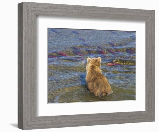 Brown bear fishing in shallow waters, Katmai National Park, Alaska, USA-Art Wolfe-Framed Photographic Print