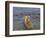 Brown bear fishing in shallow waters, Katmai National Park, Alaska, USA-Art Wolfe-Framed Photographic Print