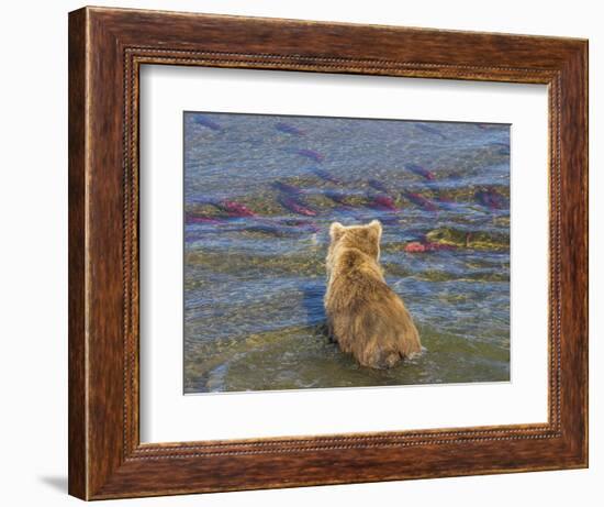 Brown bear fishing in shallow waters, Katmai National Park, Alaska, USA-Art Wolfe-Framed Photographic Print