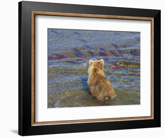 Brown bear fishing in shallow waters, Katmai National Park, Alaska, USA-Art Wolfe-Framed Photographic Print