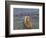 Brown bear fishing in shallow waters, Katmai National Park, Alaska, USA-Art Wolfe-Framed Photographic Print