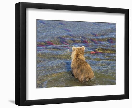 Brown bear fishing in shallow waters, Katmai National Park, Alaska, USA-Art Wolfe-Framed Photographic Print