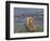 Brown bear fishing in shallow waters, Katmai National Park, Alaska, USA-Art Wolfe-Framed Photographic Print