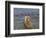 Brown bear fishing in shallow waters, Katmai National Park, Alaska, USA-Art Wolfe-Framed Photographic Print