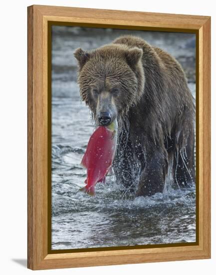 Brown bear fishing, Katmai National Park, Alaska, USA-Art Wolfe-Framed Premier Image Canvas