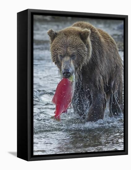 Brown bear fishing, Katmai National Park, Alaska, USA-Art Wolfe-Framed Premier Image Canvas