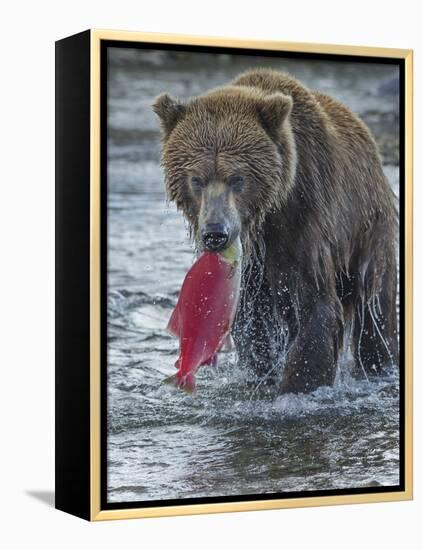 Brown bear fishing, Katmai National Park, Alaska, USA-Art Wolfe-Framed Premier Image Canvas