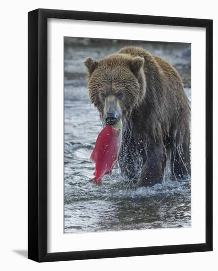 Brown bear fishing, Katmai National Park, Alaska, USA-Art Wolfe-Framed Photographic Print