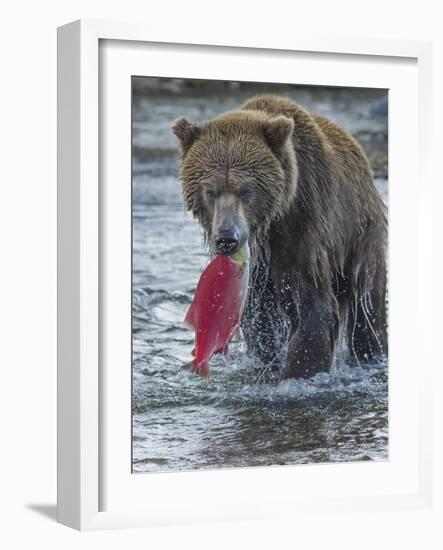 Brown bear fishing, Katmai National Park, Alaska, USA-Art Wolfe-Framed Photographic Print