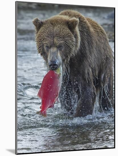Brown bear fishing, Katmai National Park, Alaska, USA-Art Wolfe-Mounted Photographic Print