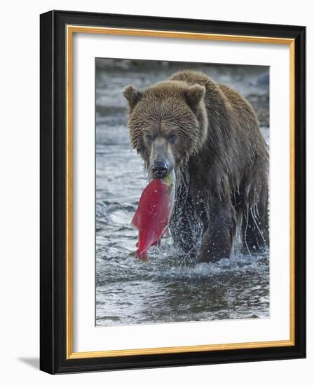 Brown bear fishing, Katmai National Park, Alaska, USA-Art Wolfe-Framed Photographic Print